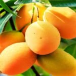 Mango-Farming-In-India
