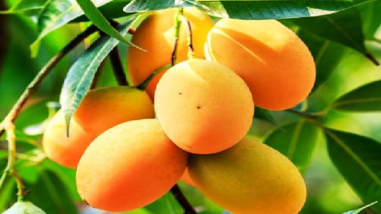 Mango-Farming-In-India