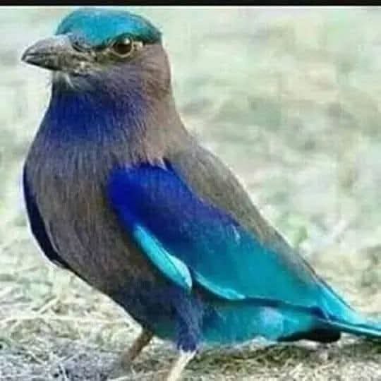 1000773829