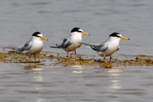 IMG-20251212-WA0035