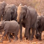 Elephant2