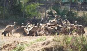 IMG-20260101-WA0062