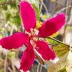 IMG_20251205_233746