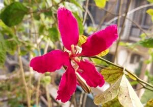 IMG_20250917_022932
