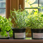 grow-herbs-kitchen-pots