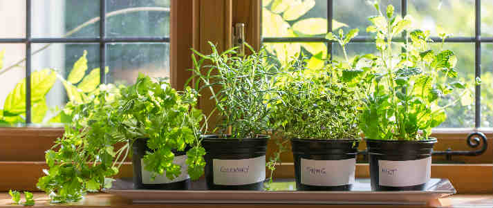 grow-herbs-kitchen-pots