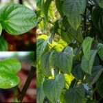 paan