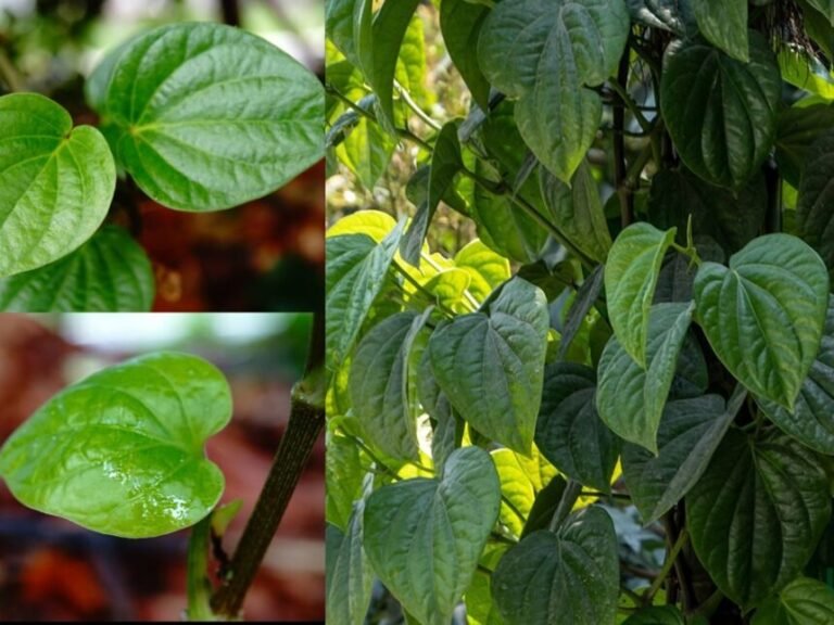 paan