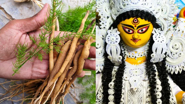 नवरात्रि के नौवें दिन मां सिद्धिदात्री को चढ़ाएं शतावरी, आयुर्वेद में मानी जाती है खास औषधि, जानें फायदे