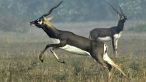 ब्लैक deer