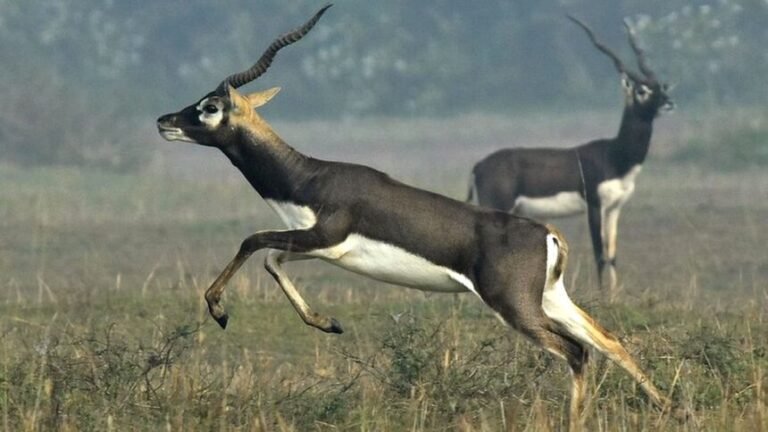 ब्लैक deer